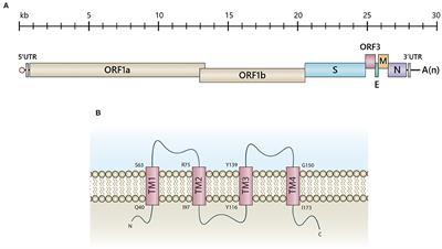 Interaction Between PEDV and Its Hosts: A Closer Look at the ORF3 Accessory Protein